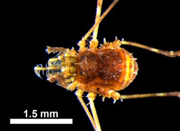 Media type: image; Invertebrate Zoology 131275